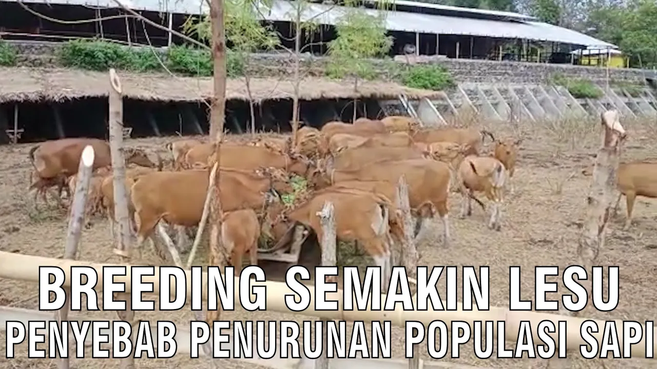
                                 Breeding-Semakin-Lesu-Penyebab-Penurunan-Populasi-Sapi